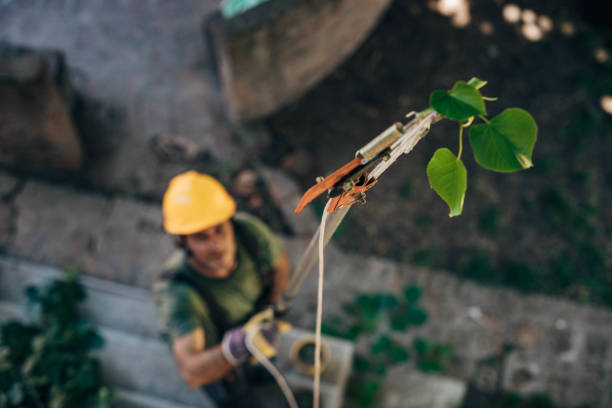 Tree Root Removal in Turtle Creek, PA